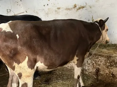 Dana — Heyvanlar, Quşlar, Balıqlar, Bakı — şəkil 3