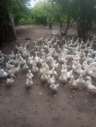 Pekin ördəyi — Heyvanlar, Quşlar, Balıqlar, Beyləqan