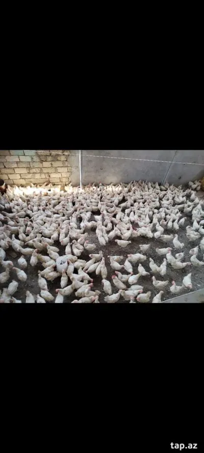 Toyuq — Heyvanlar, Quşlar, Balıqlar, Xırdalan