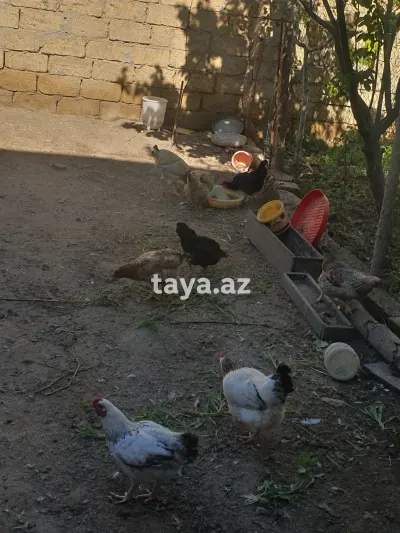 Toyuq — Heyvanlar, Quşlar, Balıqlar, Sumqayıt