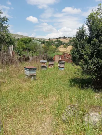 Arı yeşiyi — Heyvanlar, Quşlar, Balıqlar, Qobustan