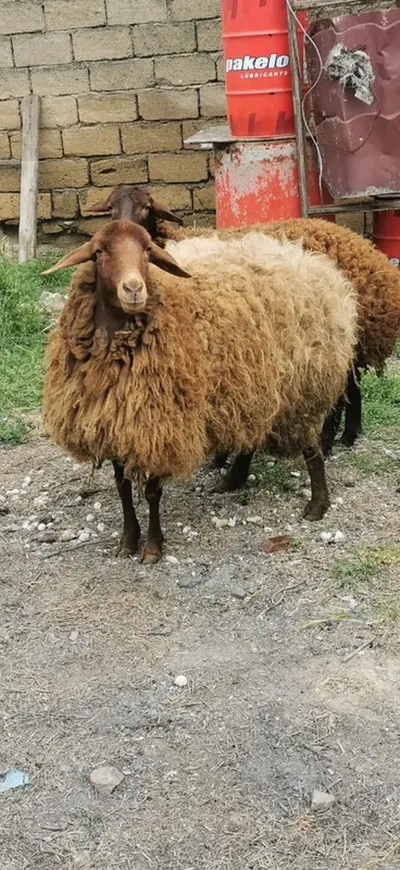 Qoyun — Heyvanlar, Quşlar, Balıqlar, Xırdalan