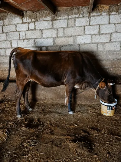 İnək — Heyvanlar, Quşlar, Balıqlar, Şamaxı