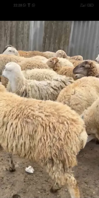 Quzu — Heyvanlar, Quşlar, Balıqlar, Bakı