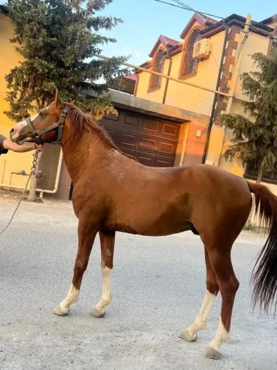AT — Heyvanlar, Quşlar, Balıqlar, Bakı