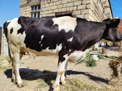 Dana — Heyvanlar, Quşlar, Balıqlar, Bakı