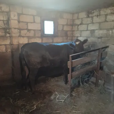 Dana — Heyvanlar, Quşlar, Balıqlar, Şəki