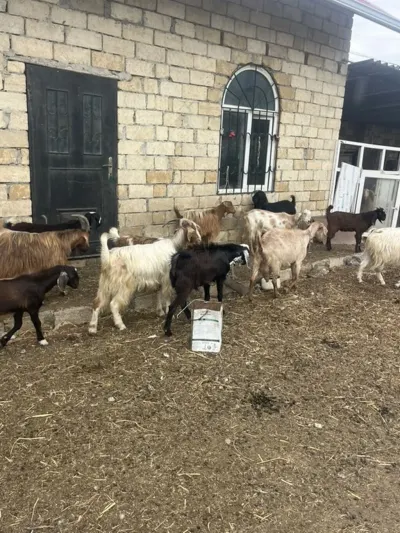 Keçi — Heyvanlar, Quşlar, Balıqlar, Bakı — şəkil 2