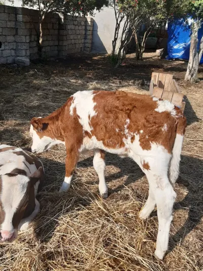 Buzov — Heyvanlar, Quşlar, Balıqlar, Bakı — şəkil 2