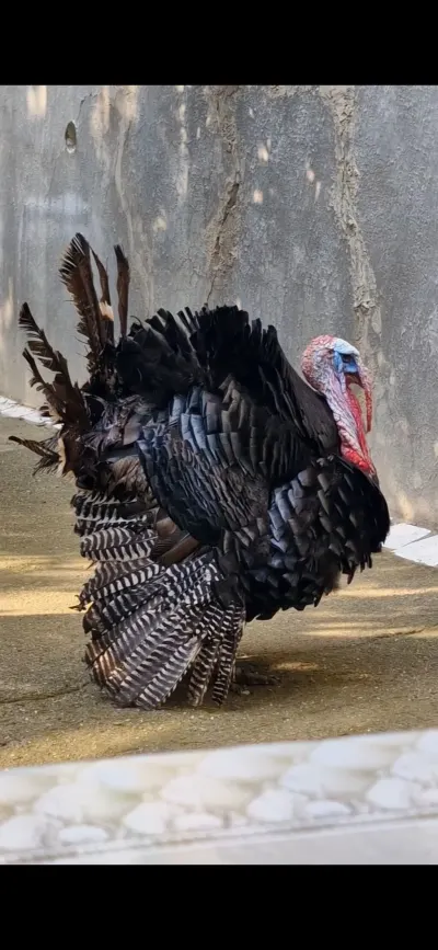 YUMURTA — Heyvanlar, Quşlar, Balıqlar, Bakı