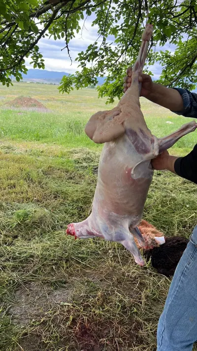 Quzu — Heyvanlar, Quşlar, Balıqlar, Göygöl