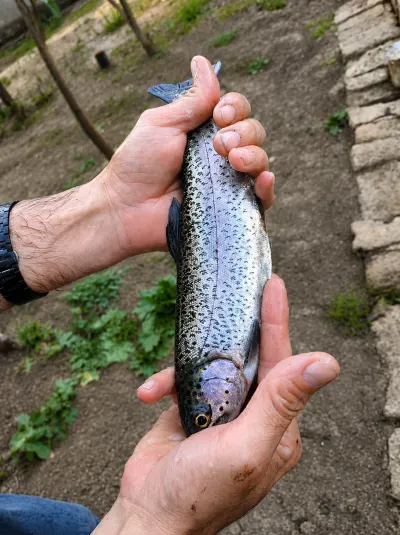 Forel — Heyvanlar, Quşlar, Balıqlar, Bakı