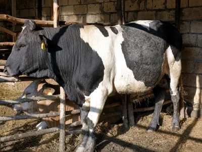 Dana — Heyvanlar, Quşlar, Balıqlar, Zaqatala