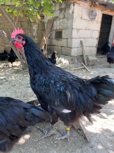 Xoruz — Heyvanlar, Quşlar, Balıqlar, Şabran