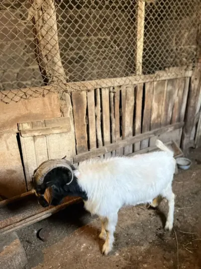 Keçi — Heyvanlar, Quşlar, Balıqlar, Gəncə