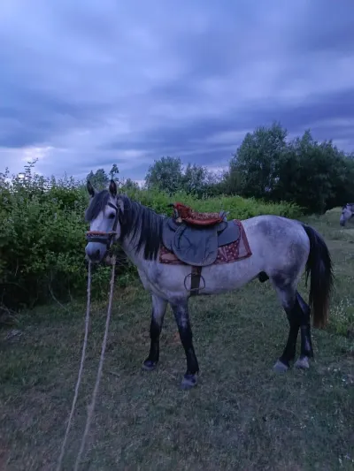 At — Heyvanlar, Quşlar, Balıqlar, İsmayıllı