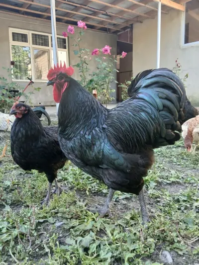 Xoruz — Heyvanlar, Quşlar, Balıqlar, Qax
