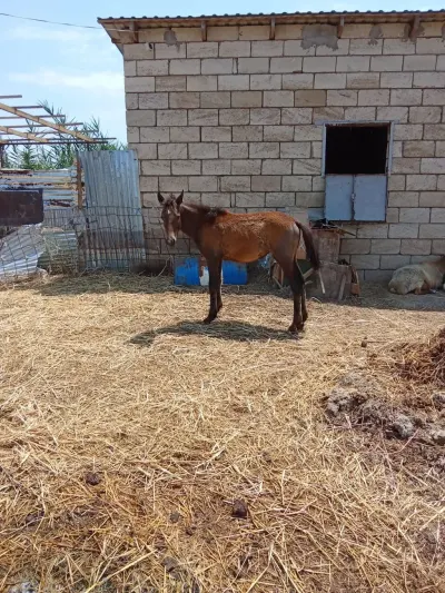 At — Heyvanlar, Quşlar, Balıqlar, Saatlı