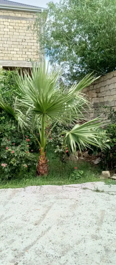Palma ağacı — Dənlilər, Otlar Yemlər,  Bitkilər, Bakı