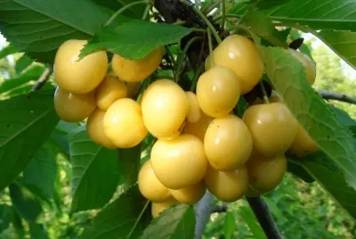 Gilas — Meyvə və Giləmeyvə, Yevlax