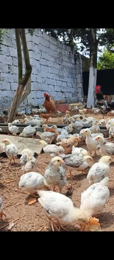 Cücə — Heyvanlar, Quşlar, Balıqlar, Bakı