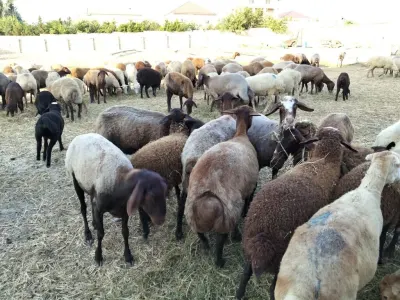 Qoyun — Heyvanlar, Quşlar, Balıqlar, Bakı