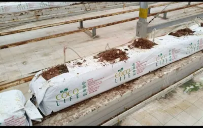 Gübrə — Dənlilər, Otlar Yemlər,  Bitkilər, Bakı