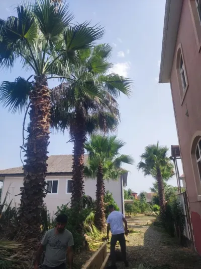 Palma ağacı — Dənlilər, Otlar Yemlər,  Bitkilər, Bakı