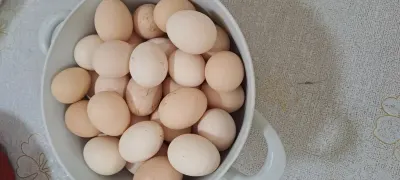 YUMURTA — Heyvanlar, Quşlar, Balıqlar, Bakı