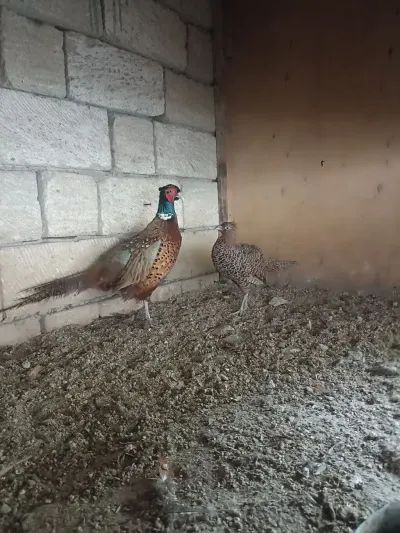 Qırqovul — Heyvanlar, Quşlar, Balıqlar, Bakı