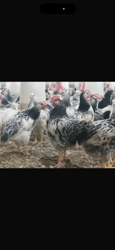 303 Quşçuluq elanı