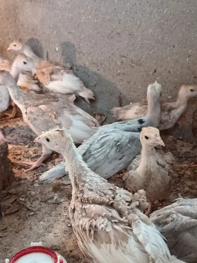 HiNDUŞKA — Heyvanlar, Quşlar, Balıqlar, Bakı