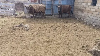 İnək — Heyvanlar, Quşlar, Balıqlar, Salyan