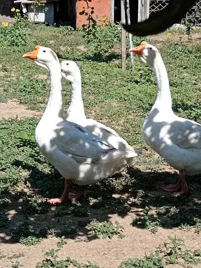 QAZ — Heyvanlar, Quşlar, Balıqlar, Bakı