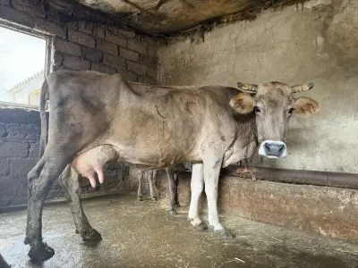İnək — Heyvanlar, Quşlar, Balıqlar, Bakı