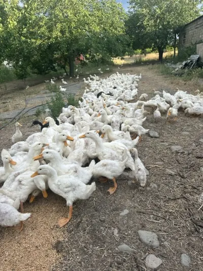 Ördək — Heyvanlar, Quşlar, Balıqlar, Tovuz