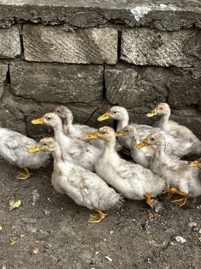 Ördək — Heyvanlar, Quşlar, Balıqlar, Lənkəran — şəkil 3