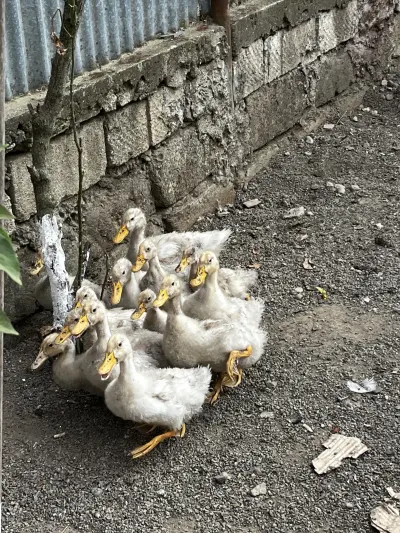Ördək — Heyvanlar, Quşlar, Balıqlar, Lənkəran — şəkil 2