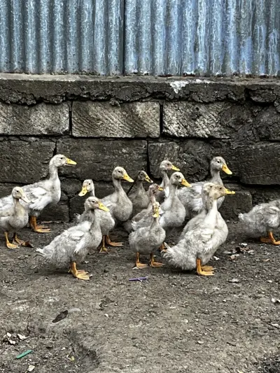 Ördək — Heyvanlar, Quşlar, Balıqlar, Lənkəran — şəkil 4