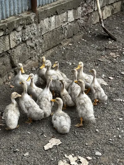 ÖRDƏK — Heyvanlar, Quşlar, Balıqlar, Lənkəran