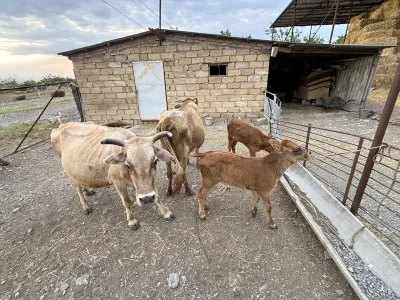 İnək — Heyvanlar, Quşlar, Balıqlar, Şəki
