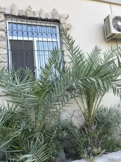 Palma tingi — Dənlilər, Otlar Yemlər,  Bitkilər, Bakı