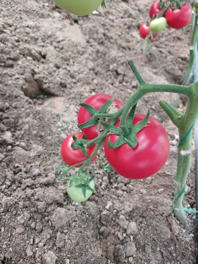 Pomidor — Tərəvəzlər və Göyərtilər, Bakı — şəkil 2