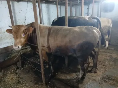 Dana — Heyvanlar, Quşlar, Balıqlar, Bərdə — şəkil 4
