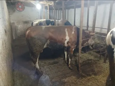 Dana — Heyvanlar, Quşlar, Balıqlar, Bərdə — şəkil 6