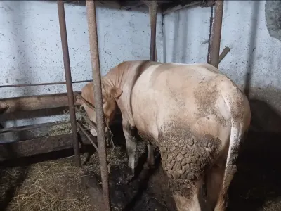 Dana — Heyvanlar, Quşlar, Balıqlar, Bərdə — şəkil 2