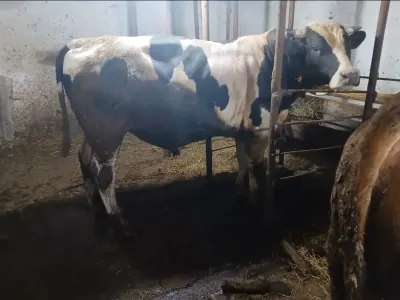 Dana — Heyvanlar, Quşlar, Balıqlar, Bərdə — şəkil 5