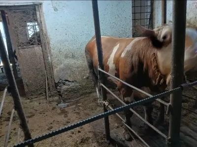 Dana — Heyvanlar, Quşlar, Balıqlar, Bərdə — şəkil 3