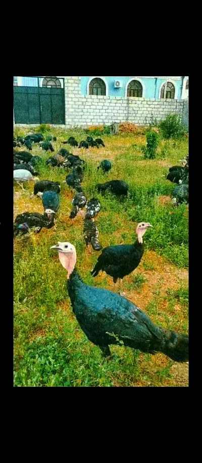 Hinduşka — Heyvanlar, Quşlar, Balıqlar, Goranboy