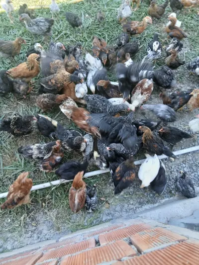 Cücə — Heyvanlar, Quşlar, Balıqlar, Mingəçevir